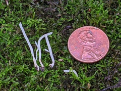 Clavaria subfalcata
