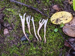 Ramariopsis subtilis