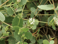 Guardiola platyphylla