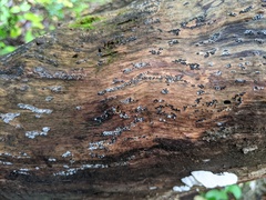 Rosellinia subiculata