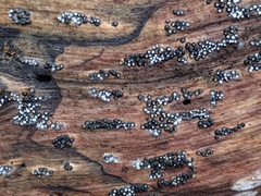 Rosellinia subiculata