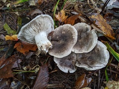 Tricholoma pullum