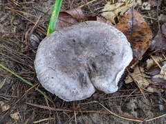 Tricholoma pullum