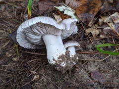 Tricholoma pullum