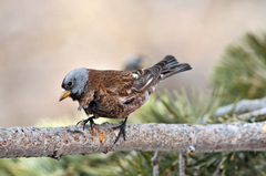 Leucosticte tephrocotis littoralis