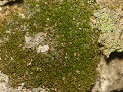 Gymnostomum aeruginosum