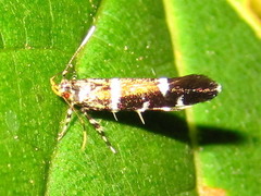 Cosmopteriginae