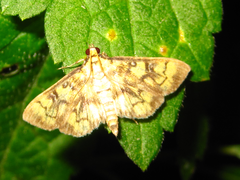 Goniorhynchus exemplaris