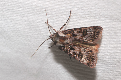 Agrotis charmocrita observed 2022-01-21