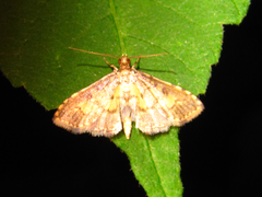 Nacoleia inouei
