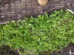Nasturtium microphyllum
