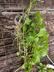 Nasturtium microphyllum