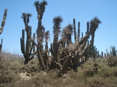 Yucca capensis