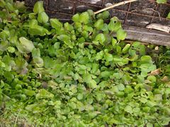 Nasturtium microphyllum