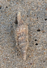 Unedogemmula indica