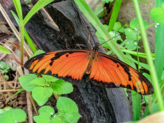 Dione vanillae lucina