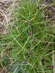 Cyperus sanguinolentus