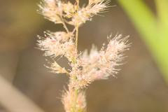 Polypogon interruptus