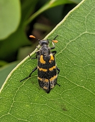 Hycleus lunatus