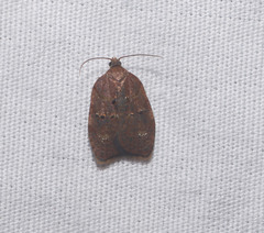 Acleris zimmermani