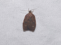 Acleris zimmermani