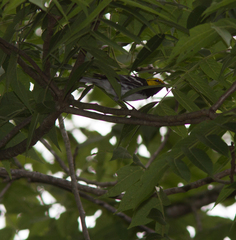 Setophaga chrysoparia