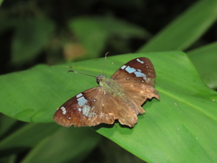 Celaenorrhinus eligius