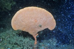 Echinoclathria leporina