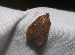 Acleris zimmermani