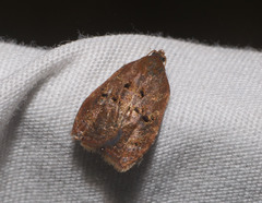 Acleris zimmermani