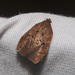 Acleris zimmermani - Photo (c) Kevin Faccenda, some rights reserved (CC BY), uploaded by Kevin Faccenda