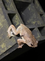 Metaphrynella pollicaris