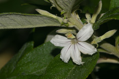 Scaevola mollis