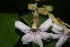 Scaevola mollis