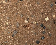 Procleobis patagonicus