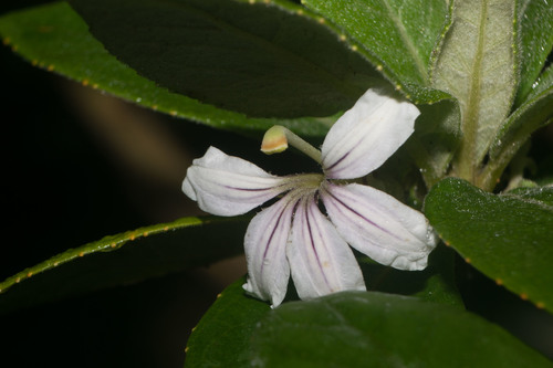 Scaevola mollis