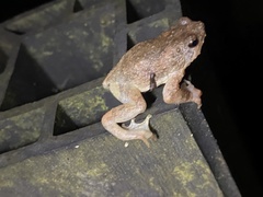 Metaphrynella pollicaris