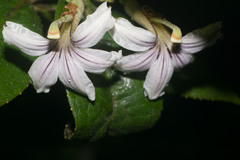 Scaevola mollis