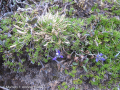 Lupinus microphyllus