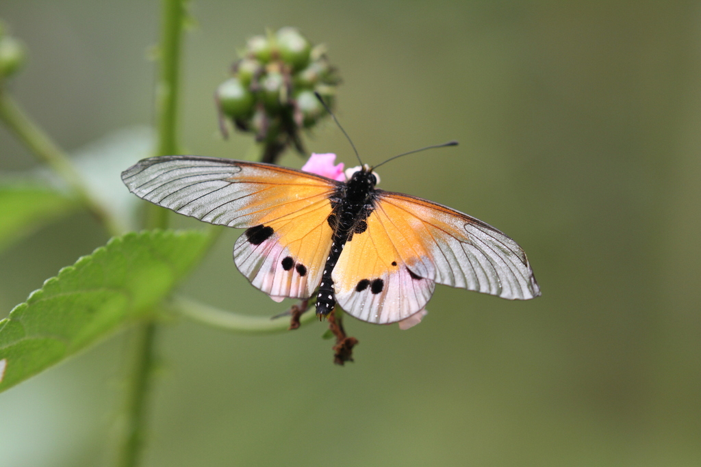 Acraea igati