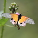 Acraea igati - Photo (c) Phil Boyle, algunos derechos reservados (CC BY-NC), subido por Phil Boyle