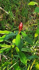 Costus woodsonii
