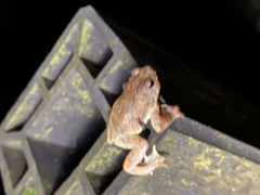 Metaphrynella pollicaris