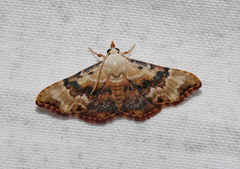 Corgatha molybdophaes