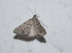 Dichromodes indicataria