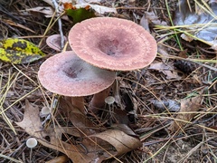 Lactarius quietus incanus