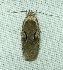 Agonopterix curvilineella