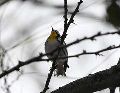 Setophaga dominica