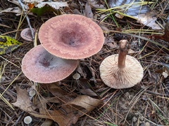 Lactarius quietus incanus