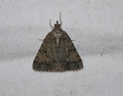 Dichromodes anelictis